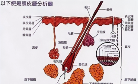 科普 | 养护好你的毛囊,才能让你的头发常“青”！