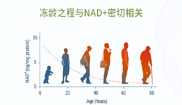 医学专刊 | 面对衰老，一网打尽才算是有效抗衰！