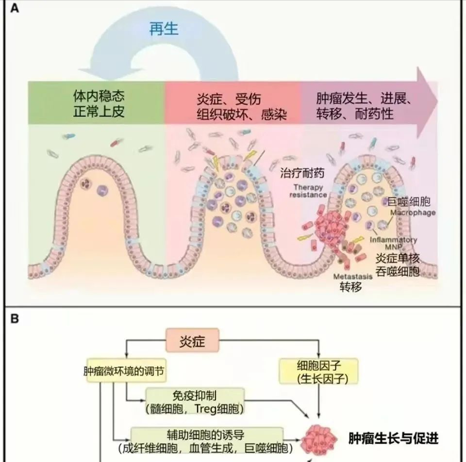 细胞专刊丨疾病的罪魁祸首，干细胞有效减轻炎症反应(图3)